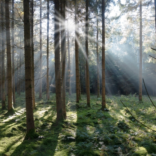 Nová služba Terapie chůzí